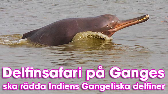 Delfinsafari på Ganges ska rädda Indiens delfiner