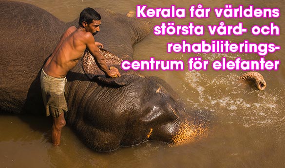 Elefant i Kerala, Indien