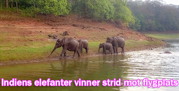 Elefanter vinner strid mot flygplats i Jharkhand