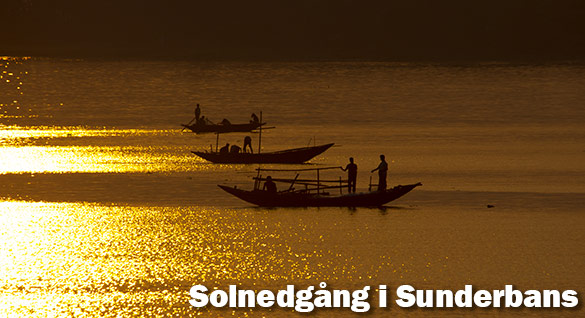 Solnedgång i Sunderbans, Västbengalen, Indien